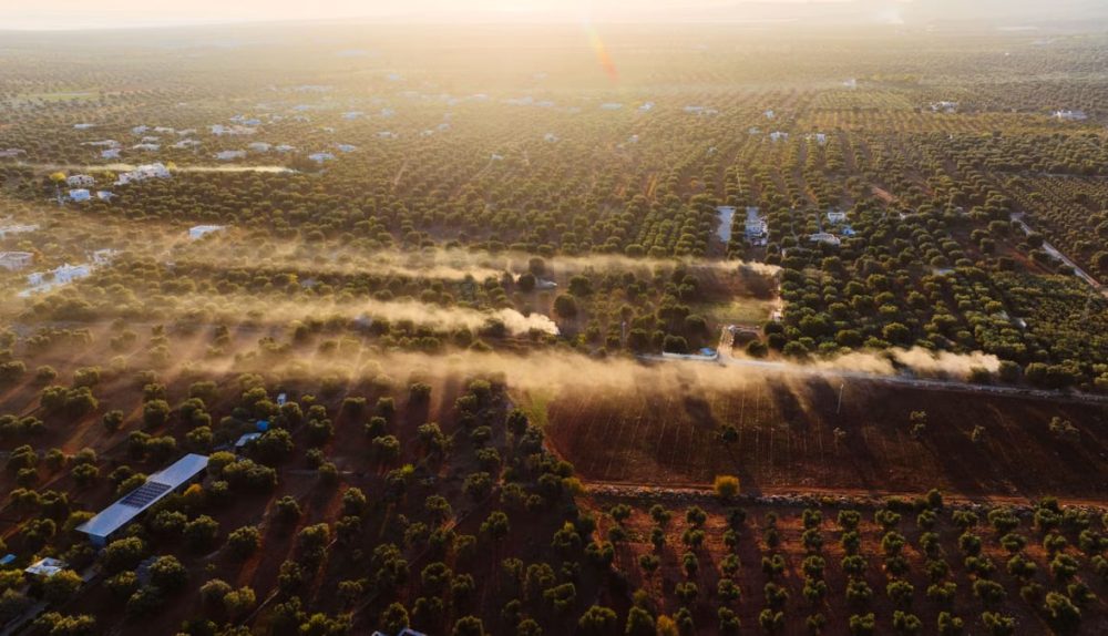 Breathtaking aerial view of olive groves stretching across the countryside of Fasano, Puglia, Italy at sunrise.