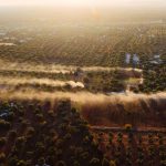 Breathtaking aerial view of olive groves stretching across the countryside of Fasano, Puglia, Italy at sunrise.